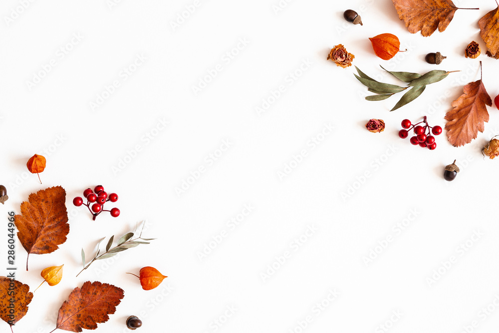 Fototapeta Jesienna kompozycja. Pęcherzyca kwitnie, liście eukaliptusowe, jarzębiny jagody na białym tle. Jesień, jesień, koncepcja Święto Dziękczynienia. Leżał płasko, widok z góry, miejsce