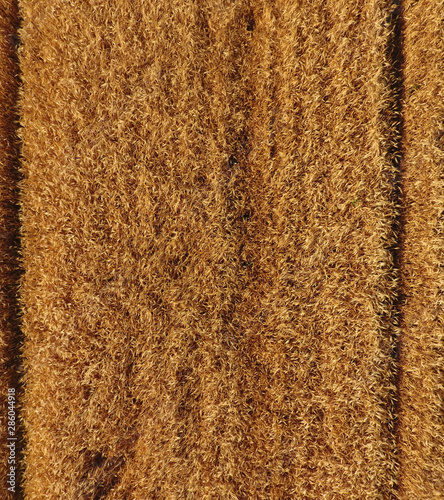 Ripe barley is a top view. The field of barley
