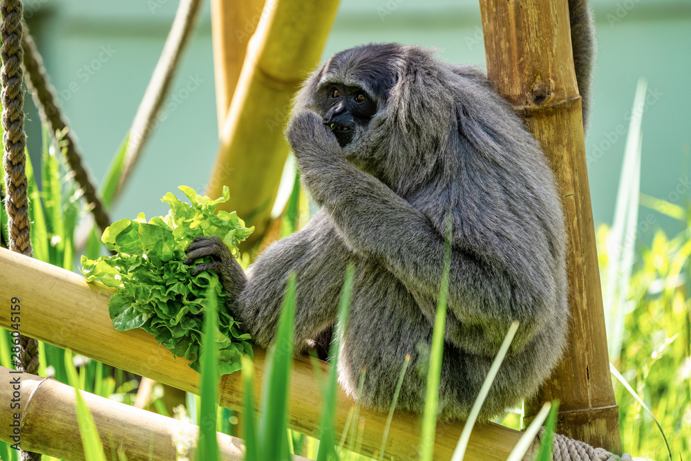 Silvery gibbon, Hylobates moloch in the zoo Silvery gibbon, Hylobates moloch in the zoo