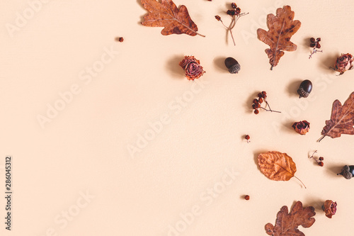 Fototapeta Naklejka Na Ścianę i Meble -  Autumn composition. Frame made of oak leaves, flowers, acorns on beige background. Autumn, fall concept. Flat lay, top view, copy space