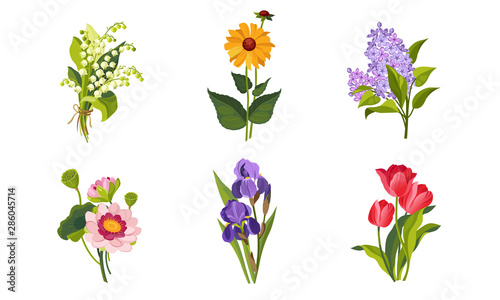 Fototapeta Naklejka Na Ścianę i Meble -  Beautiful Flowers Set, Lily of the Valley, Lilac, Iris, Tulip Vector Illustration