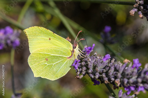 Schmetterling an Lavendel makro