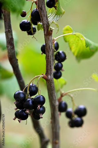 Black round berries currant on a twig.