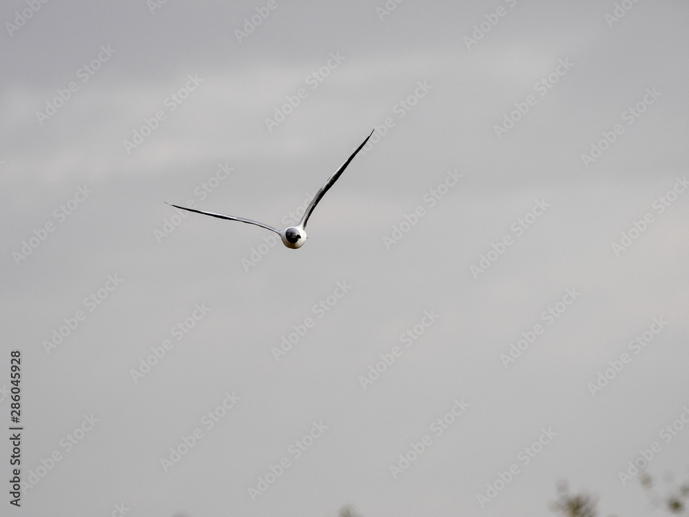 The gray-headed Gull, Chroicocephalus cirrocephalus, is a good aviator, Ethiopia The gray-headed Gull, Chroicocephalus cirrocephalus, is a good aviator, Ethiopia