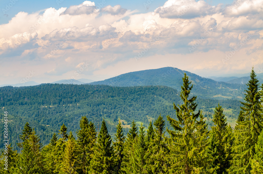 Summer landscape