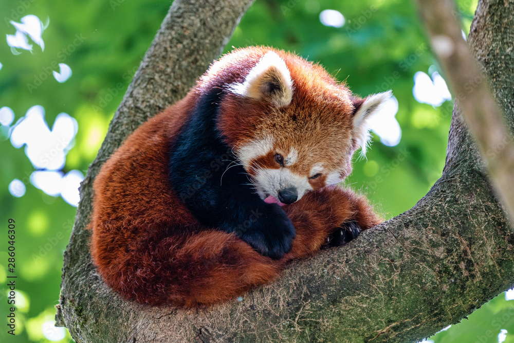 Fototapeta premium The red panda, Ailurus fulgens, also called the lesser panda.