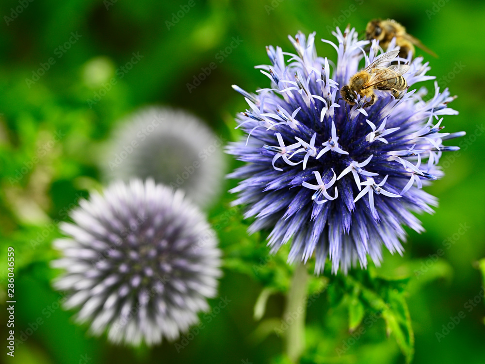 Echinops sphaerocephalus - bleacher flower and pollinating bee. Echinops sphaerocephalus - bleacher flower and pollinating bee.