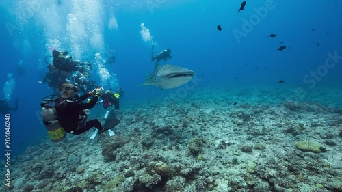 Wallpaper Mural Whale shark swims close to camera Torontodigital.ca