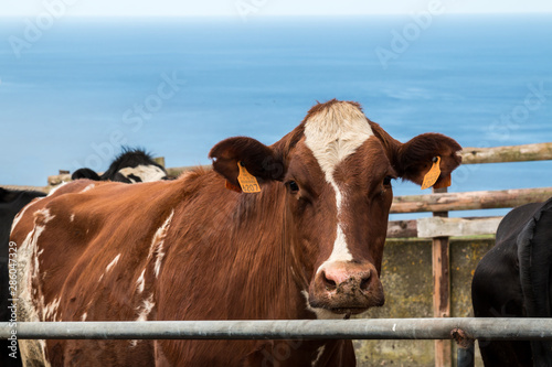 Cow and Atlantic ocean  Azores Islands