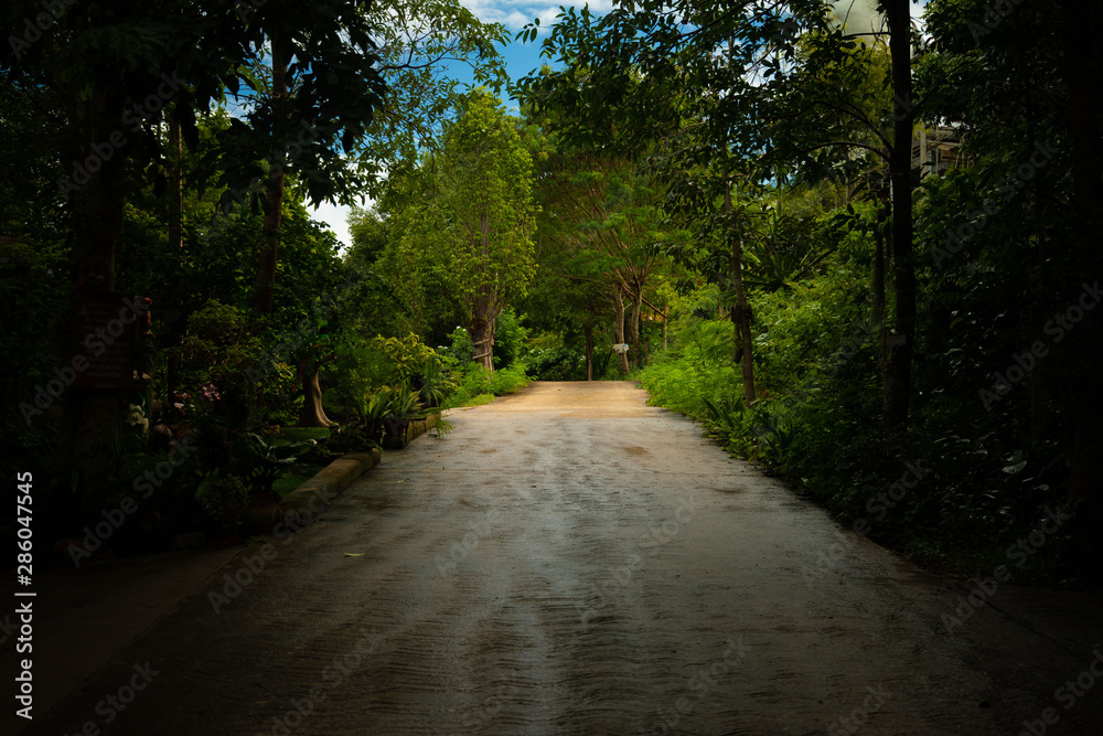 Fototapeta premium Walking in the park in the temple.
