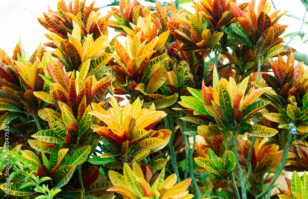 Fototapeta premium Codiaeum variegatum, orange jasmine. Outstanding colorful, multicolor and leaf-shaped texture. Ornamental plants