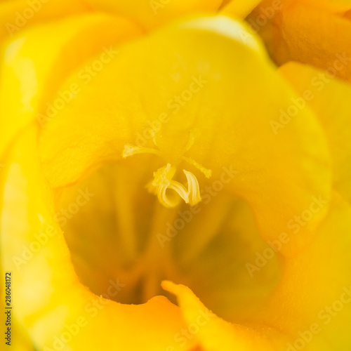 Yellow Freesia