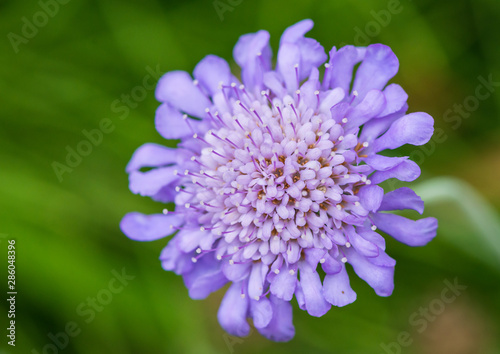 Scabious Butterfly Blue