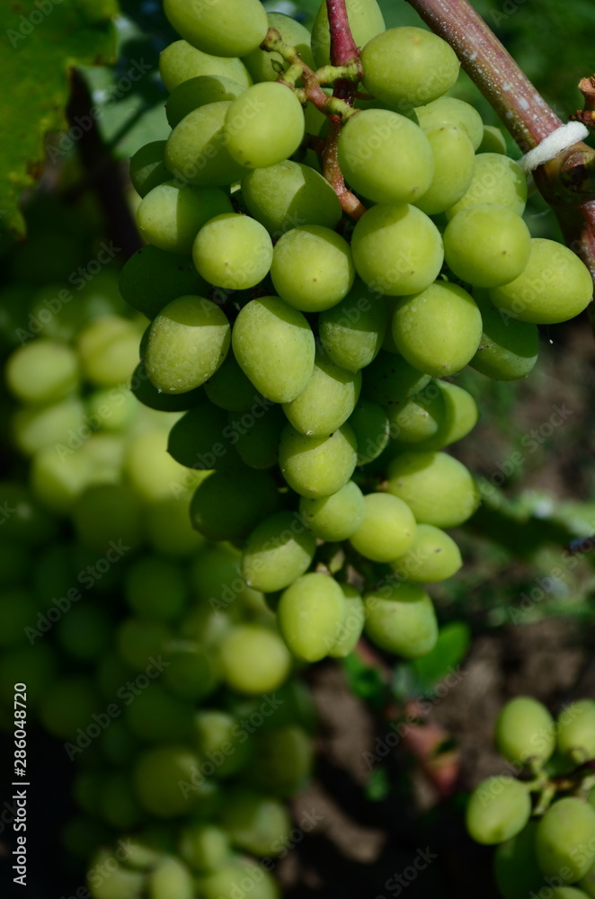 green grapes on the brunch in the garden green grapes on the brunch in the garden