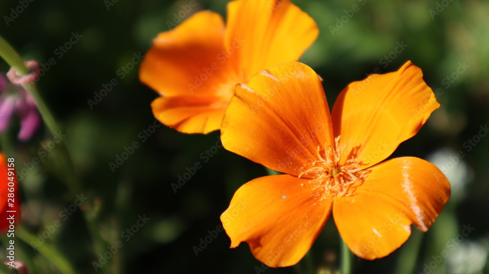 orange flower