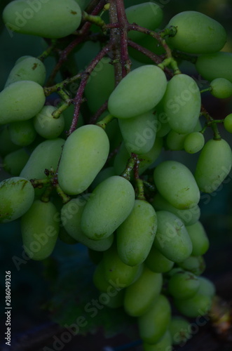 green grapes on the brunch in the garden