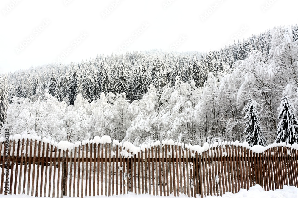 snow covered trees and fence