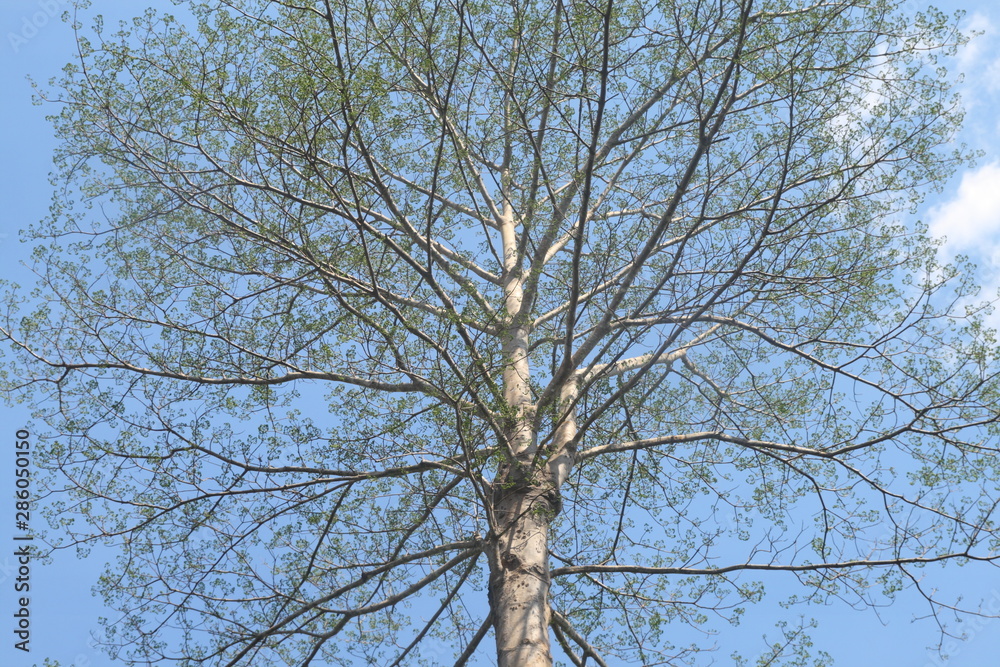Dipterocarpus alatus, branch of big tree on blue sky background Dipterocarpus alatus, branch of big tree on blue sky background