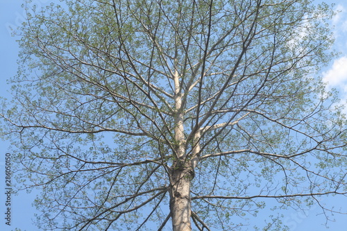 Dipterocarpus alatus, branch of big tree on blue sky background
