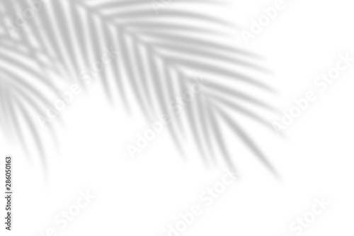 Fotografiet Shadow from palm leaves on a white wall background