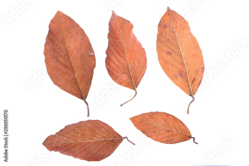 Group of dry leaves background isolated on white background