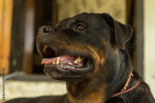 Portrait of a Rottweiler dog. Sad dog