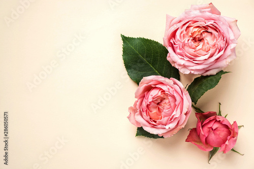 Flowers composition of pink rosebuds and leaves on a beige pastel background. Flat lay, top view. Floral texture background.