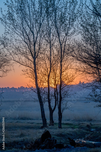 Moody blue and orange sunset with silhouetted dry trees image with copy space