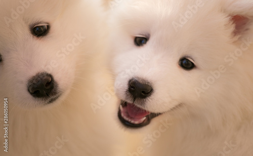 Cute little samoyed