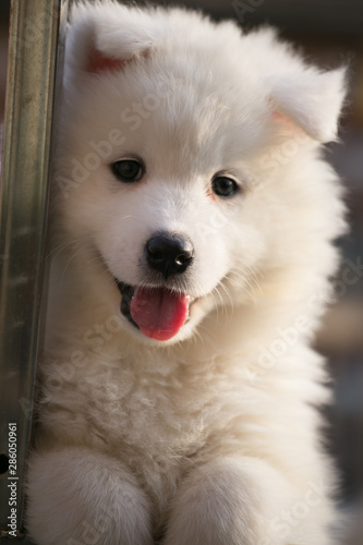 Cute little samoyed