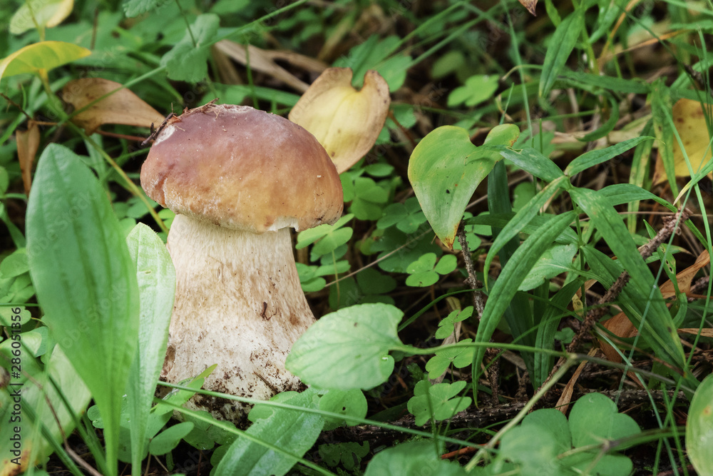 Porcini mushroom in the forest in green grass. Porcini mushroom in the forest in green grass.