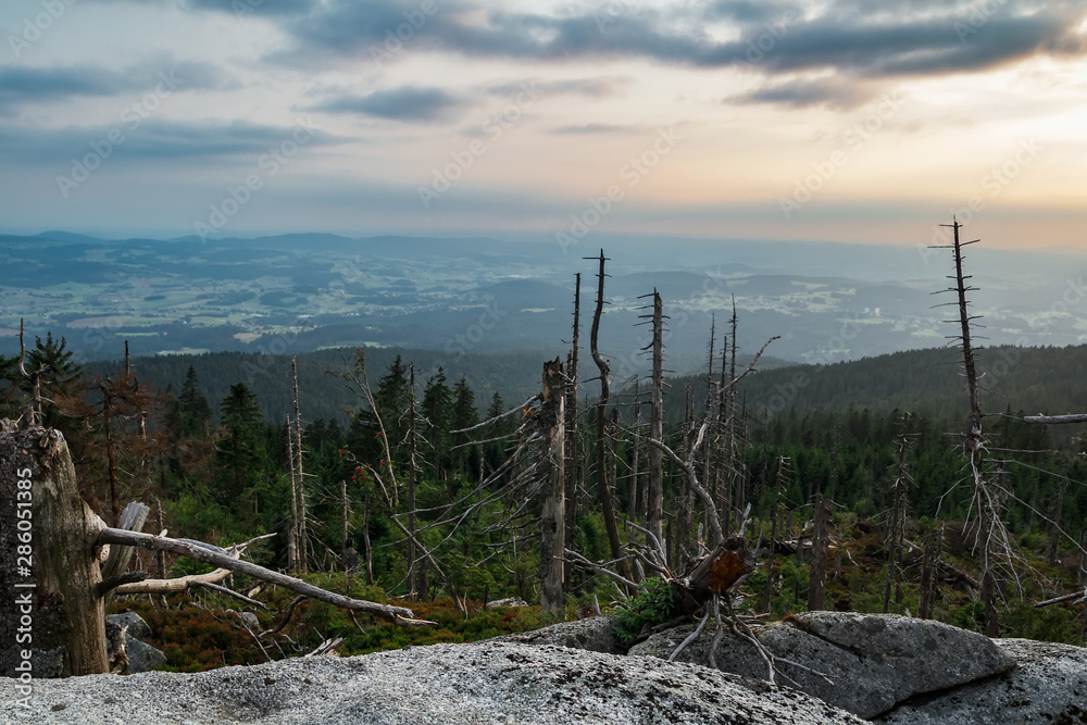 View from hill Tristolicnik, forest devasted by bark beetle infestation. Sumava National Park and Bavarian Forest, Czech republic and Germany