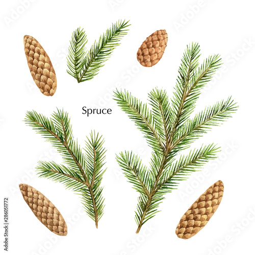 Christmas vector set with green pine branches and cones.