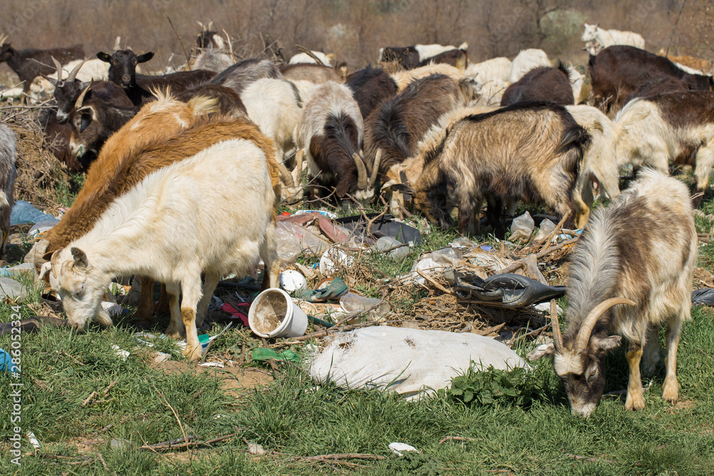 Goats eat plastic plastic waste. Ecological catastrophy. Global clogging of the planet. Animals are dying from plastic waste.