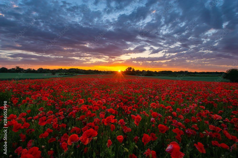 sunset over the meadow of magnificent red poppies