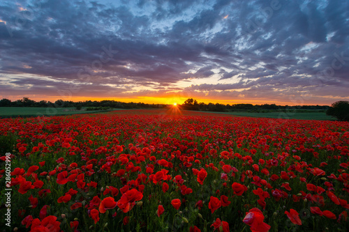 sunset over the meadow of magnificent red poppies