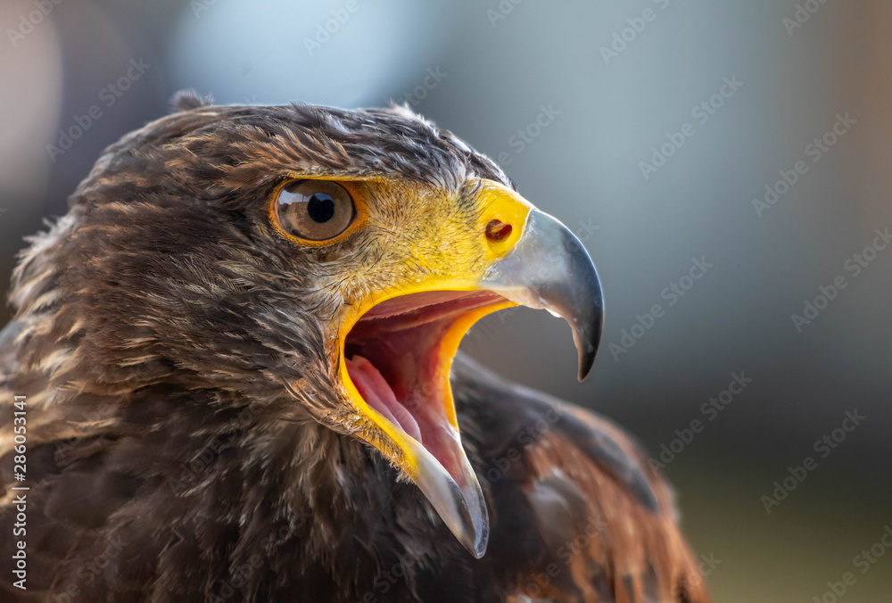 Fototapeta premium Wüstenbussard Bedrohung Greifvogel Angst, Schreien offener Schnabel