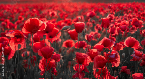 panorama of magnificent red poppies illuminated by the setting sun,only red and black