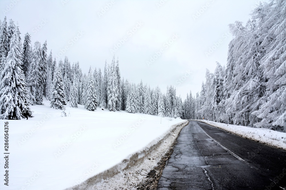 a road in the pine forest in winter a road in the pine forest in winter
