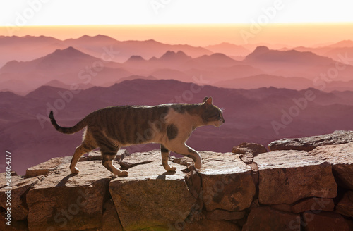 The cat walks along the trail against the backdrop of the mountain of Moses in Egypt 