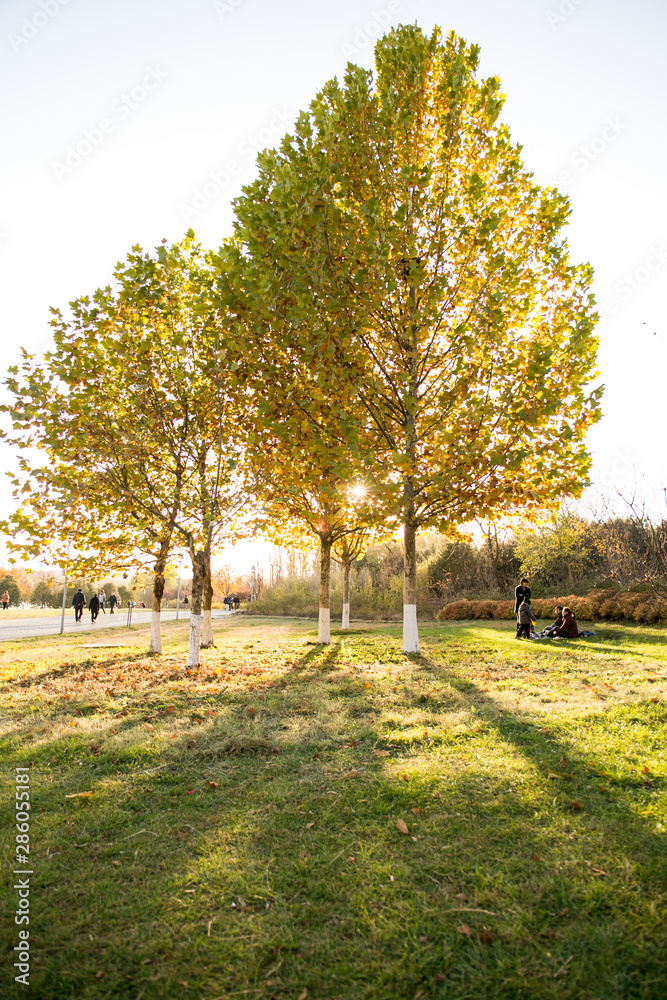 Ginkgo biloba in Beijing Olympic Forest Park in autumn Ginkgo biloba in Beijing Olympic Forest Park in autumn