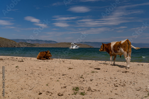 Fototapeta Naklejka Na Ścianę i Meble -  Cows on the beach