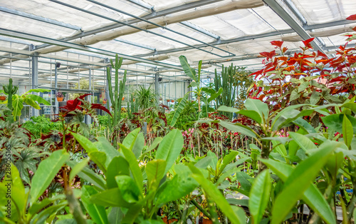 greenhouse scenery