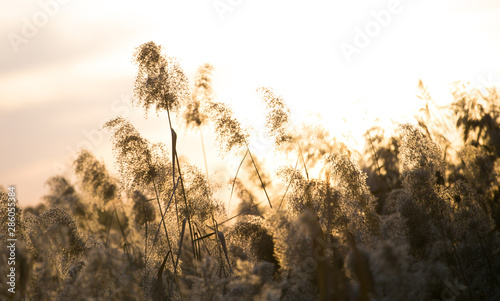 Beijing Olympic Forest Park Wetland Autumn Scenery