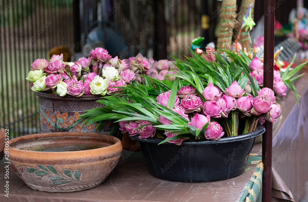 Lotus flowers in pots at temple.