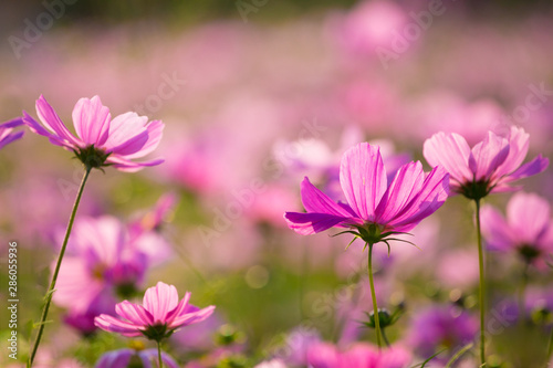 Cosmos in full bloom in Beijing Olympic Forest Park