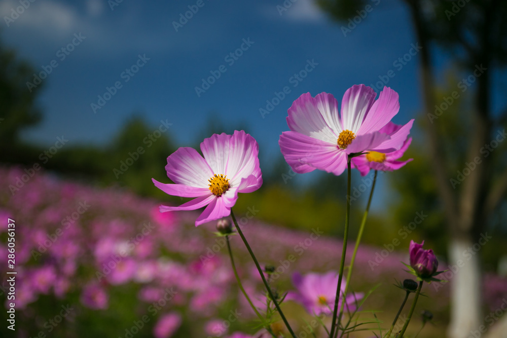 Cosmos in full bloom in Beijing Olympic Forest Park Cosmos in full bloom in Beijing Olympic Forest Park