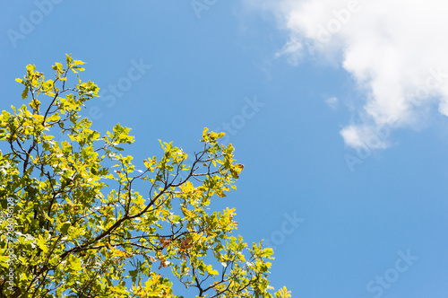 the leaves of the tree against the blue sky with white clouds. nature. beautiful juicy photo of the sky with clouds. sunny day.