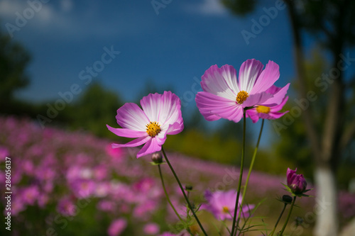 Cosmos in full bloom in Beijing Olympic Forest Park