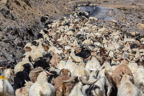 Goats and sheep causing traffic in the Himalayas mountain along Leh to Manali highway, Ladakh, Jammu and Kashmir region, India © OlegD